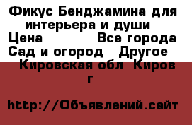 Фикус Бенджамина для интерьера и души › Цена ­ 2 900 - Все города Сад и огород » Другое   . Кировская обл.,Киров г.